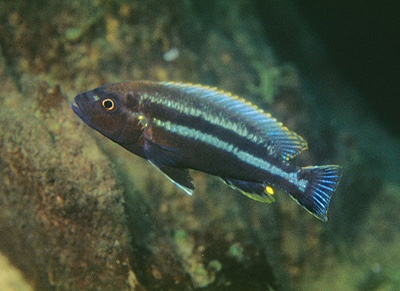 Melanochromis heterochromis 'Luwala Reef'